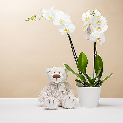 Le plus joli cadeau pour la maman et le nouveau-né, pour son anniversaire ou pour une occasion romantique : une orchidée avec un ours en peluche tout doux.