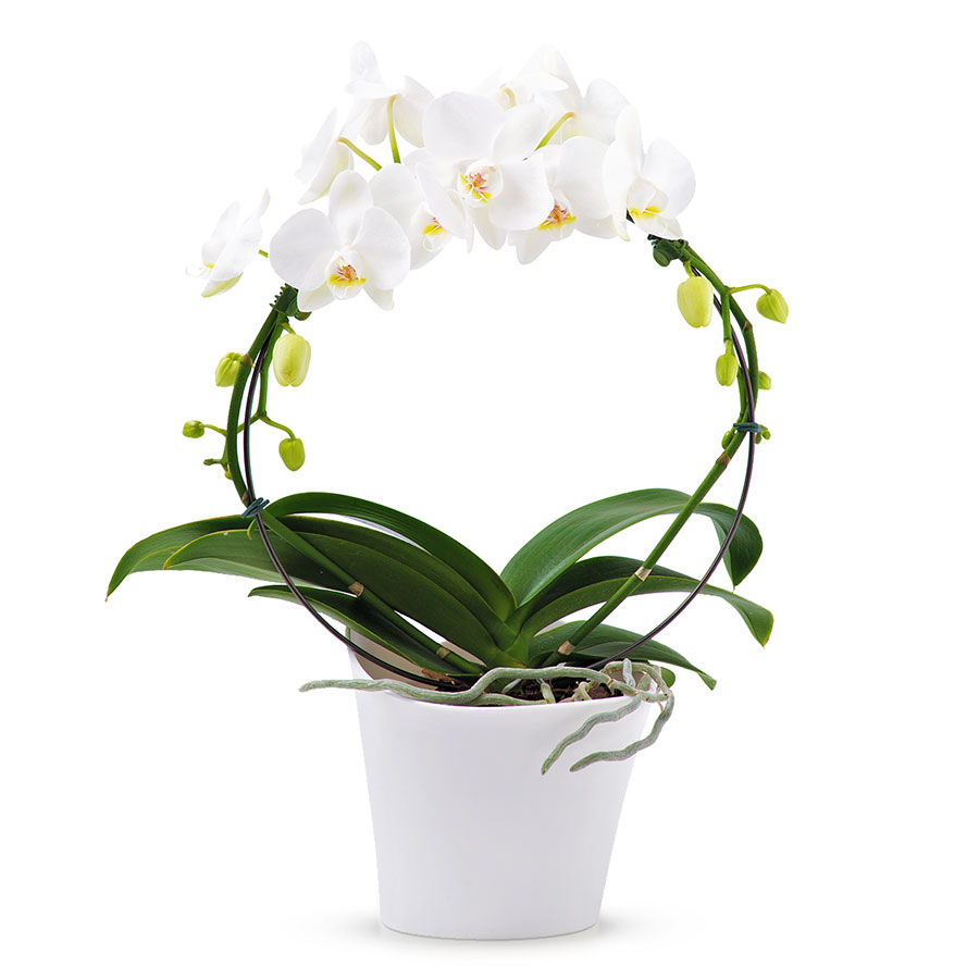 Phalaenopsis Orchidee Mirroir Blanc Cadeau Gift Be